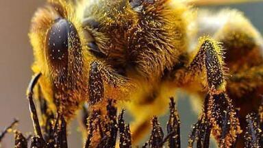 Bees and Onions — Chromatography Smells the Flowers
