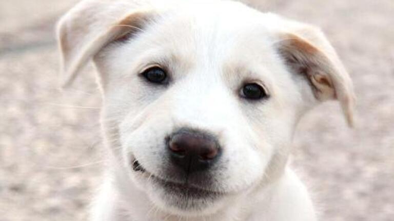Not Just Man's Best Friend — Helping to Fight Cancer Too