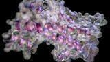 ‘Unsurpassed protein SEC’: OMNISEC delivers accurate information with minimal sample