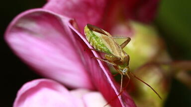 Electroantennography – Helping Chromatography Control Bugs