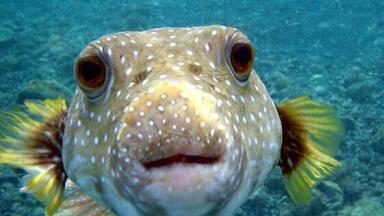 Is Your Fish on Medication? Chromatography Investigates!