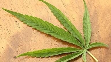 Should I Invest in the Cannabis Testing Sector?