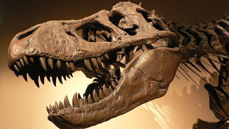 Can Dinosaur Bone Protein Survive the Test of Time? Chromatography Investigates!