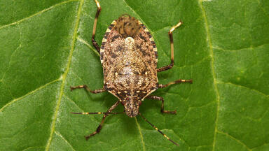 Are You Drinking Stinkbug Wine?