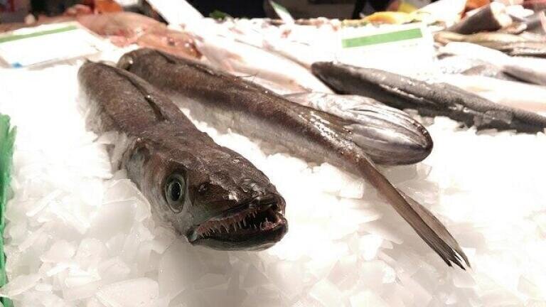 How Fresh is Your Frozen Fish? Chromatography Investigates!