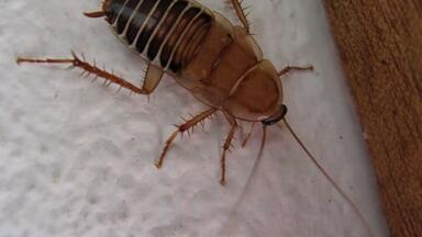New Cockroach Deterrents Possible Thanks to Chromatography and Faeces