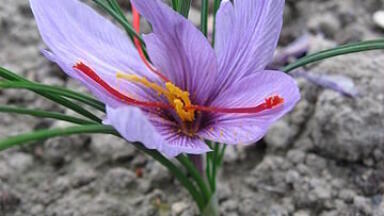 How Is Saffron Fraud Detected?