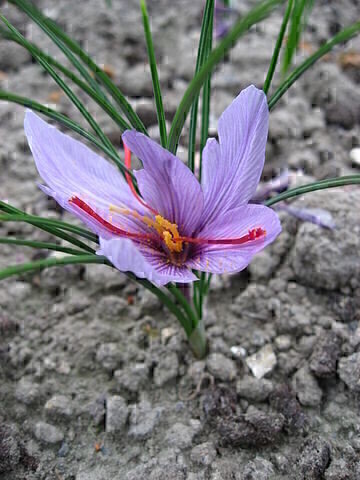 How Is Saffron Fraud Detected?
