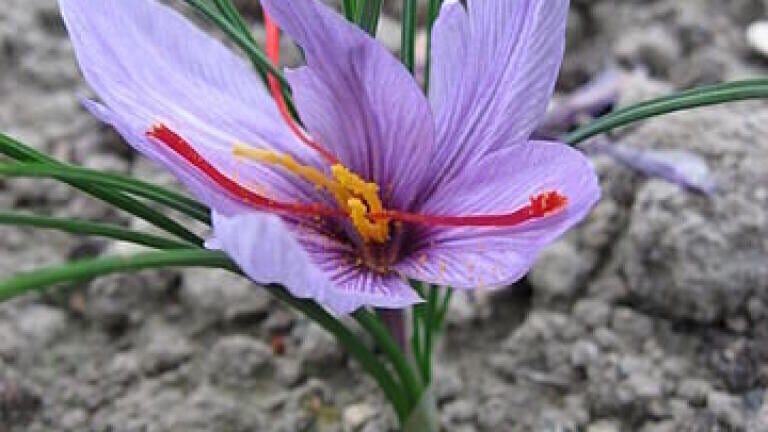 How Is Saffron Fraud Detected?