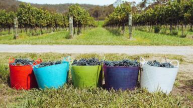 The Secret Behind Excellent Pinot Noir is GC-MS