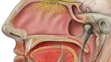 Vibrational Smell Theory — We Have a Nose for It