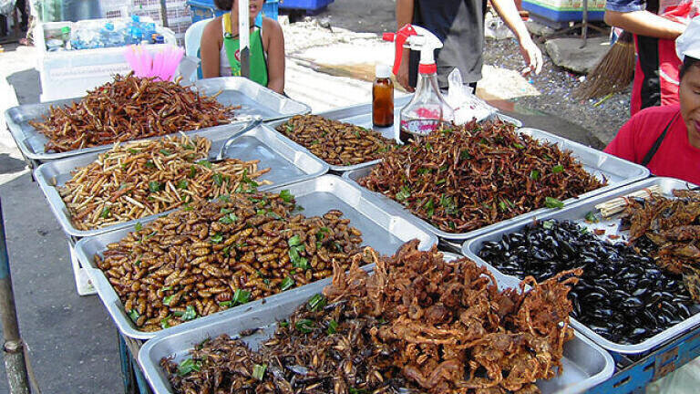 Entomophagy — Creepy Crawlies Can Feed the World