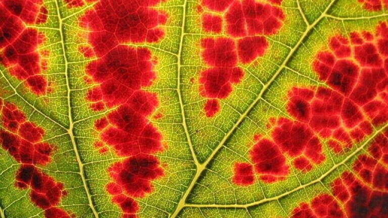 Chromatography in Chlorophyll on Display at Modern Day Kunstkammer