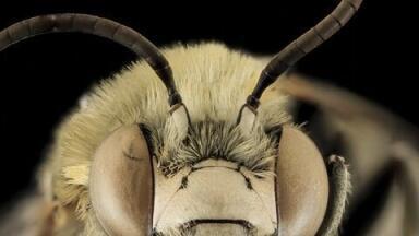 57 Varieties — Pesticides in Bees That Is
