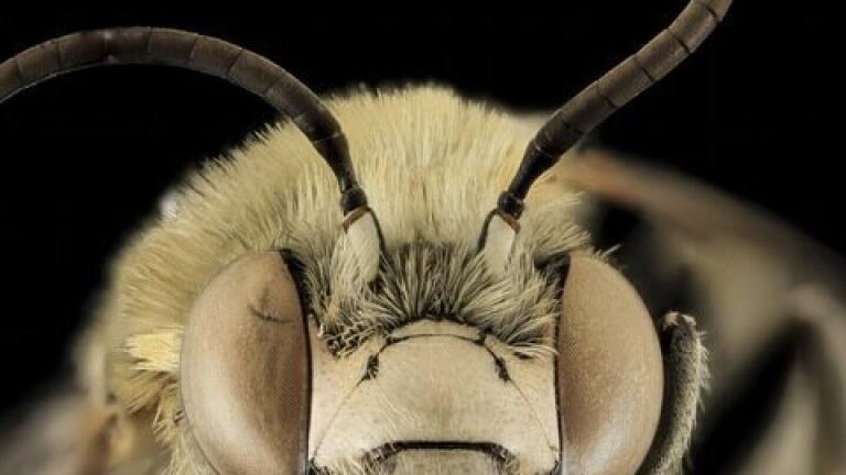 57 Varieties — Pesticides in Bees That Is
