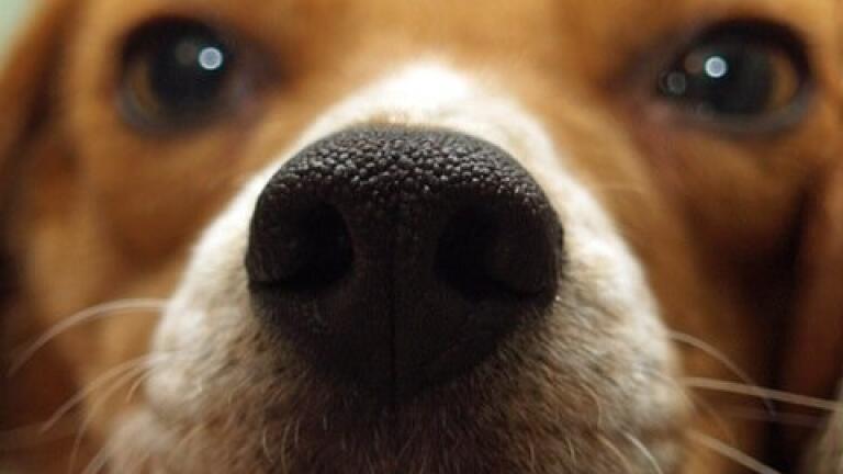 How Do Dogs Smell Cancer?