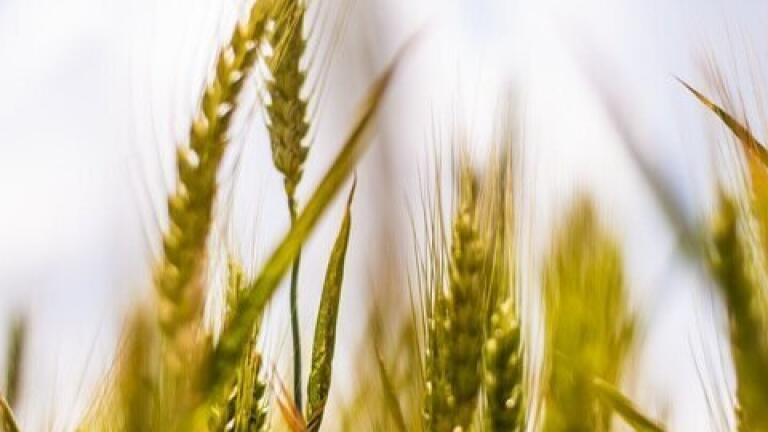 Are Your Oats Natural?