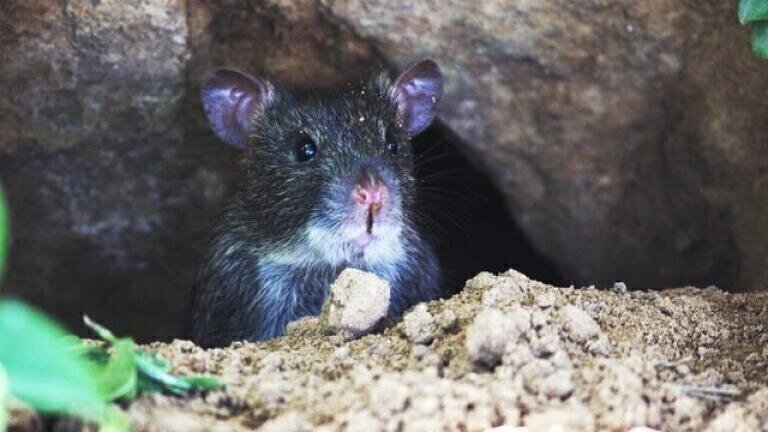 Are Space Travelling Mice Returning With Liver Damage?