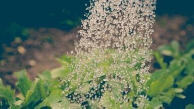 Using Treated Wastewater to Irrigate Crops Could Harm Human Health, Says Study