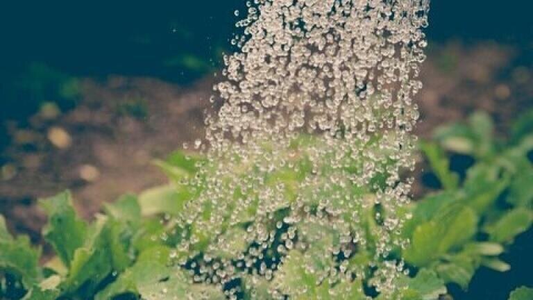 Using Treated Wastewater to Irrigate Crops Could Harm Human Health, Says Study