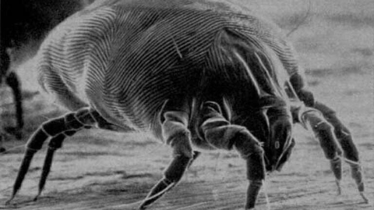 How to Find out Which Dust Mite Protein You're Allergic To