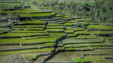 How to Reduce Arsenic Levels in Rice Using a Coffee Percolator