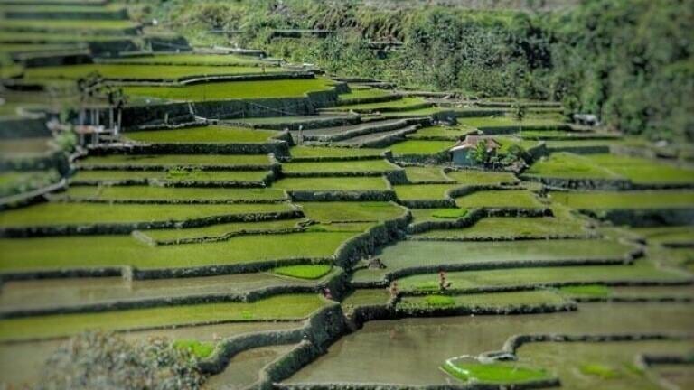 How to Reduce Arsenic Levels in Rice Using a Coffee Percolator