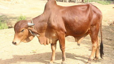 How Are These Cows Literally Peeing Gold? - Chromatography Explores
