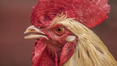 Chicken Flavoured Malaria Pills — Chromatography Explains