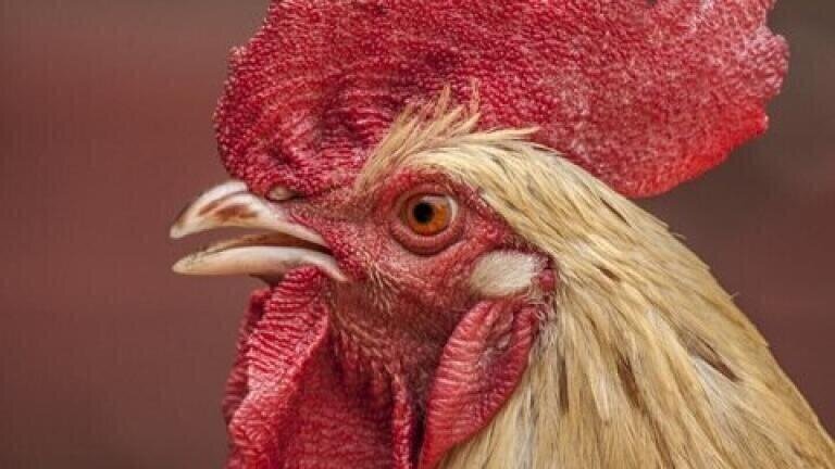 Chicken Flavoured Malaria Pills — Chromatography Explains