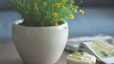 Which Houseplants Are Number One for Cleaning Air?