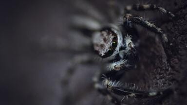 How to Transform Lethal Venom into Life-changing Drugs