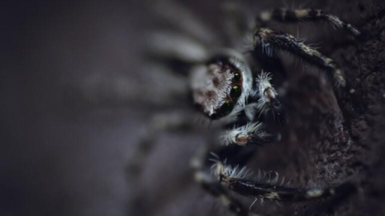 How to Transform Lethal Venom into Life-changing Drugs