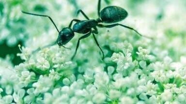 Chromatography Exposes Addicted Insects