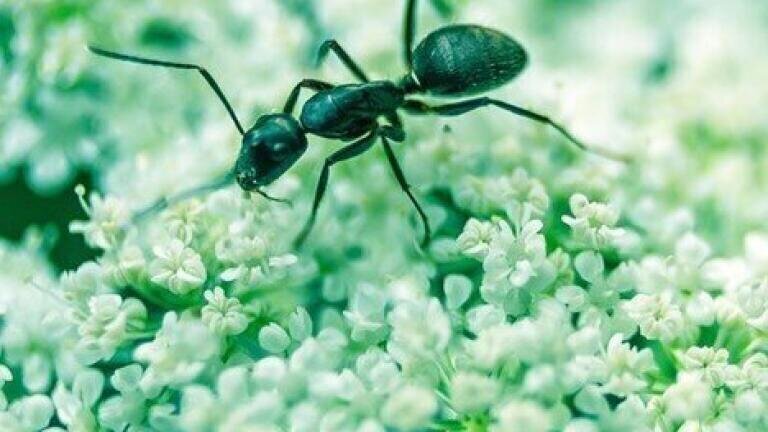 Chromatography Exposes Addicted Insects
