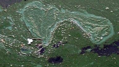 What Are Cyanobacteria and Can We Stop Them?