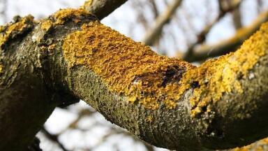 Hallucinogenic Lichen — Chromatography Investigates