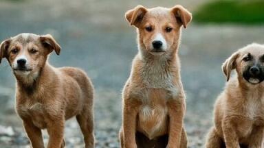 Dogs vs Chromatography — Who is the Winner?