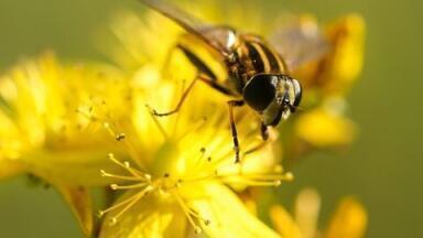 Has Chromatography Exposed "Deceptive" Plants?