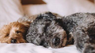 How Can Chromatography Help You Sleep Better?