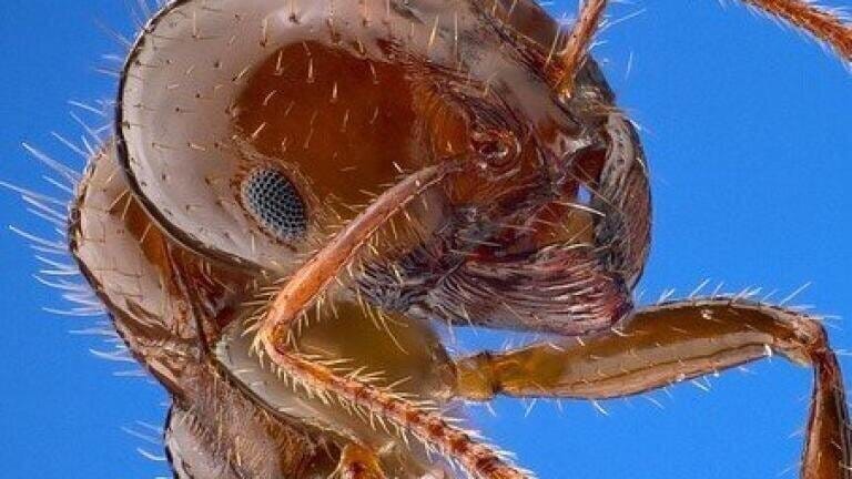 What Messages Lie within Ant Vomit? — Chromatography Explores