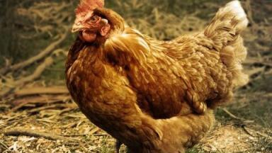 Russian Chicken Legs — What's All the Fuss About?