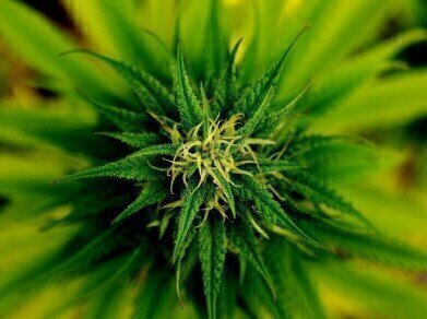 Is Medical Marijuana Really Beneficial?
