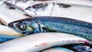 Why Do Fish Smell So 'Fishy'?
