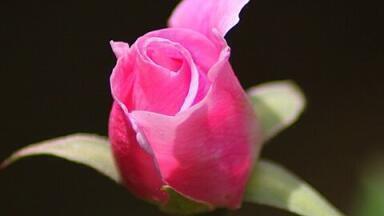 Can Chromatography Help Catch Breast Cancer Earlier?