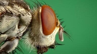 Are Flies as Picky as Humans When It Comes to Choosing a Mate?