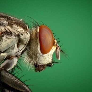 Are Flies as Picky as Humans When It Comes to Choosing a Mate?