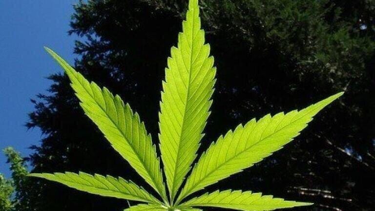 What Role Would Chromatography Play in Legalising Cannabis?