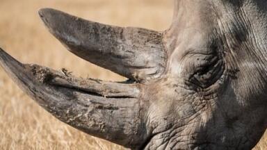 How Do Rhinos Communicate? — Chromatography Explores