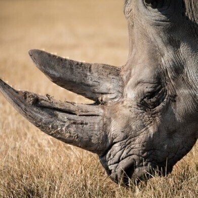 How Do Rhinos Communicate? — Chromatography Explores